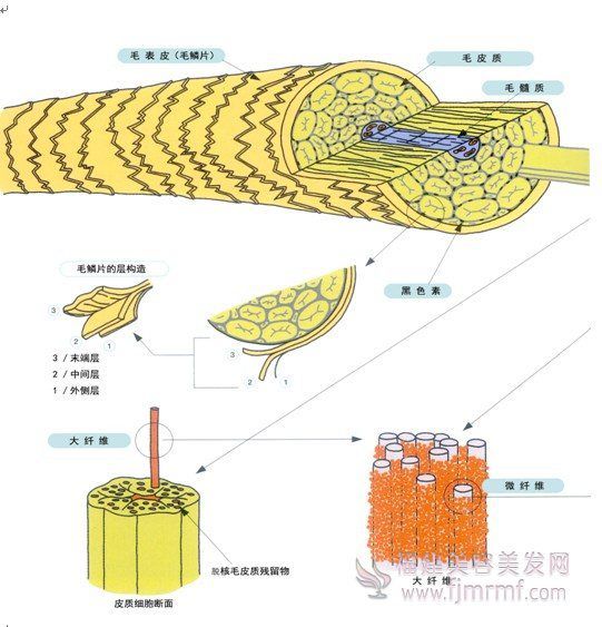 毛发的细微构造 毛发的(de)细(xì)微(wēi)构造