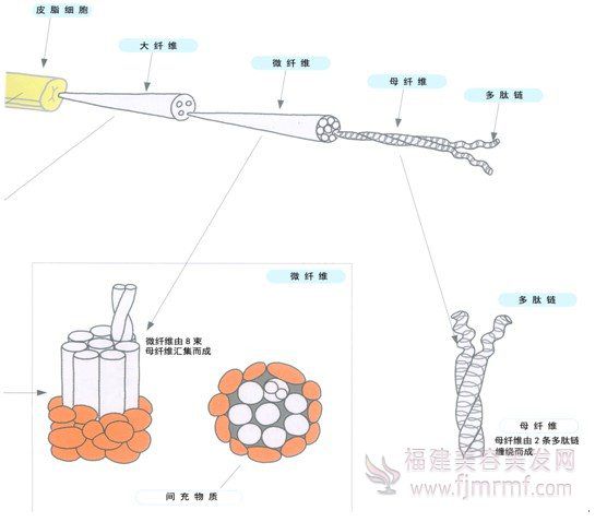 毛发内部(bù)的”超微观“世界 毛发内部的”超微观“世界